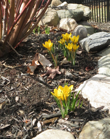 Crocus2015