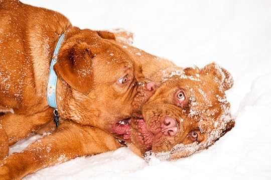 dogs playing