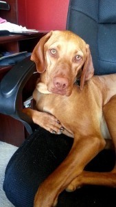 The Queen V, in her chair ready to work! 