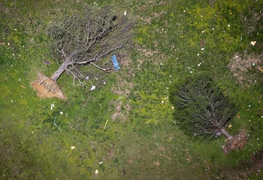 Uprooted trees are pictured after a tornado hit Vilonia, Arkansas