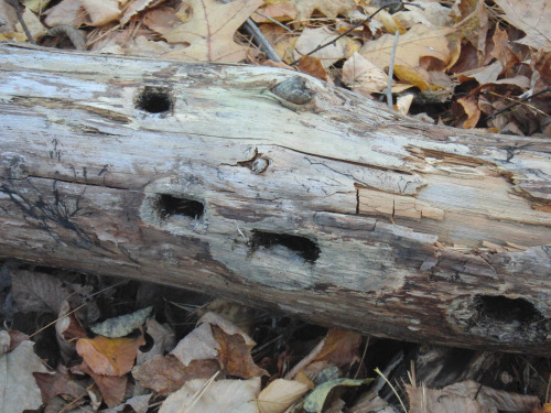 logwithinsectholes