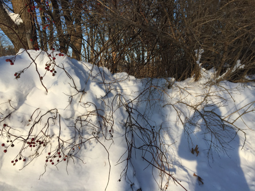 wintershadow