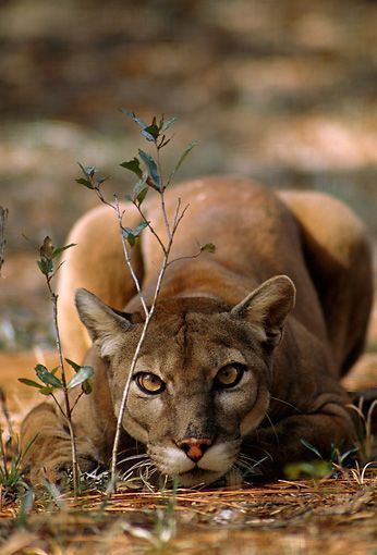 The cougar (Puma concolor), also known as the mountain lion, puma, panther, painter, mountain cat, or catamount, is a large cat of the family Felidae native to the Americas. Its range, from the Canadian Yukon to the southern Andes of South America, is the greatest of any large wild terrestrial mammal in the Western Hemisphere. {from Wikipedia}
