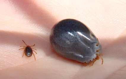 Bees - Tick before and after feeding