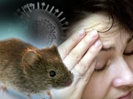 hantavirus