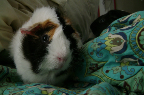 Mortemer and Belvedere lived in Iowa for one winter. It was a mild one, so there was no need for vigilance against escaped lunatics, but Mortemer was always a very vigilant pig.