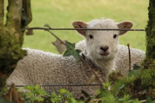 Dartmoor sheep 1