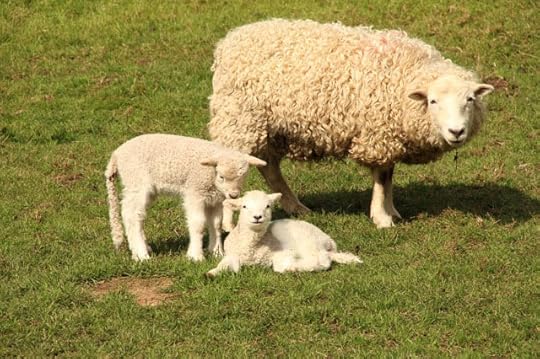 Dartmoor sheep 4