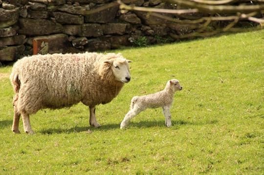 Dartmoor sheep 5
