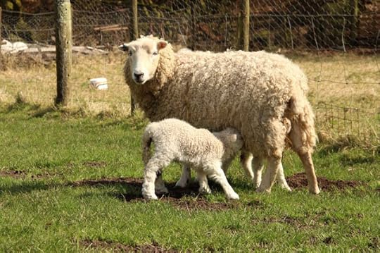 Dartmoor sheep 6