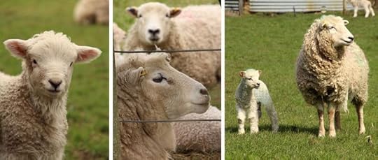 Dartmoor sheep 7
