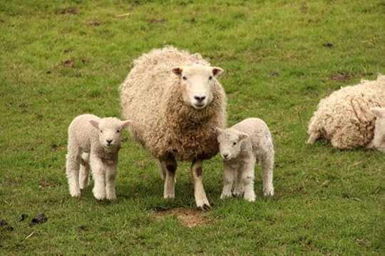 Dartmoor sheep 11
