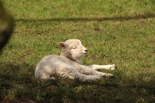 Dartmoor sheep 12