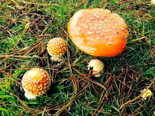 11102602_10153209067612351_821154575774624228_n