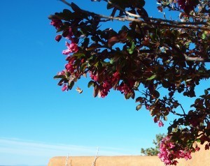 spring blossoms, Eldorado, Santa Fe, NM