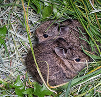 bunnies at West Sound Wildlife Shelter