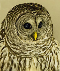 turning off nighttime, outdoor lights offers nocturnal animals like owls and bats a friendly habitat