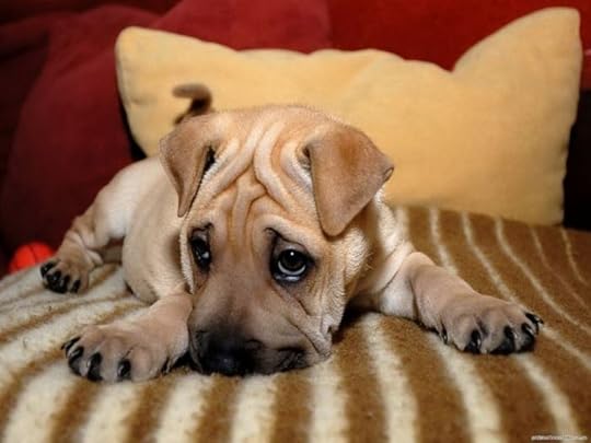 Sad Puppies