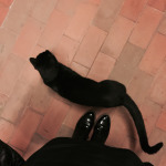 Mi si avvicinano gatti in tinta. Romeo!