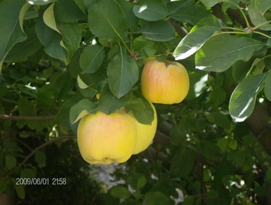 Apples on an Apple Tree