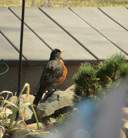 Robin