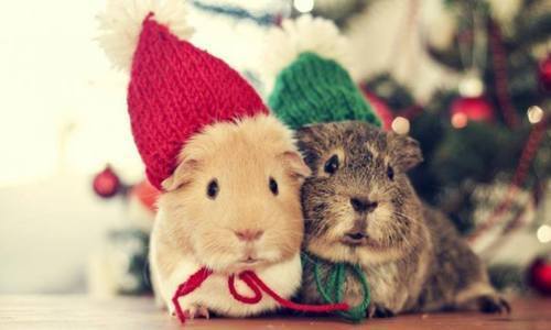Les bêtes mignonnes de Noël sont arrivées ! :)