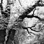 black and white trees