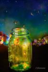 fireflies2