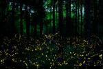 fireflies