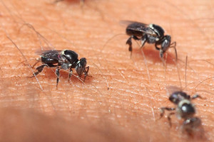 1.0 Sweat bee: Light, ephemeral, almost fruity. A tiny spark has singed a single hair on your arm.