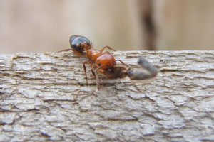 1.2 Fire ant: Sharp, sudden, mildly alarming. Like walking across a shag carpet & reaching for the light switch.