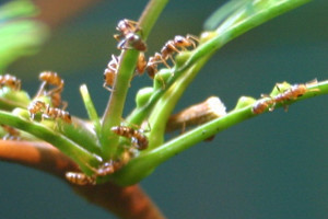 1.8 Bullhorn acacia ant: A rare, piercing, elevated sort of pain. Someone has fired a staple into your cheek.