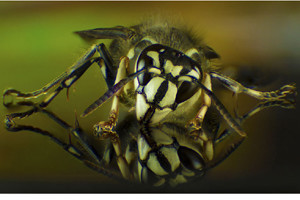 2.0 Bald-faced hornet: Rich, hearty, slightly crunchy. Similar to getting your hand mashed in a revolving door.