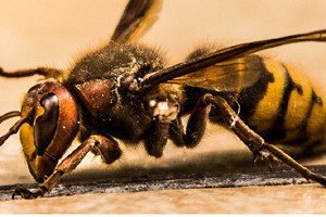 2.x Honey bee and European hornet. Like a matchhead that flips off and burns on your skin.
