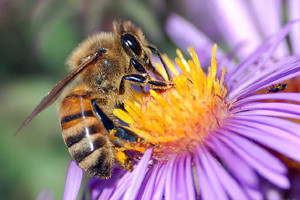 2.x Honey bee and European hornet. Like a matchhead that flips off and burns on your skin.