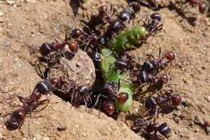 3.0 Red harvester ant: Bold and unrelenting. Somebody is using a drill to excavate your ingrown toenail.