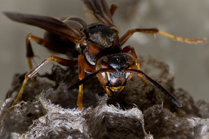 3.0 Paper wasp: Caustic & burning. Distinctly bitter aftertaste. Like spilling a beaker of Hydrochloric acid on a paper cut.