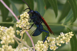 4.0 Pepsis wasp: Blinding, fierce, shockingly electric. A running hair drier has been dropped into your bubble bath (if you get stung by one you might as well lie down and scream).