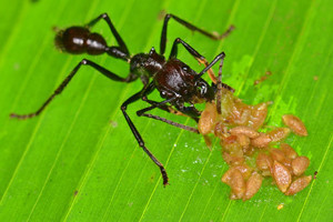 4.0+ Bullet ant: Pure, intense, brilliant pain. Like walking over flaming charcoal with a 3-inch nail in your heel.