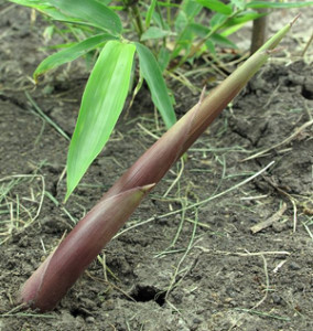 If anymore sprout I'll dig up the actual shoots I saw - Wikimedia Commons.