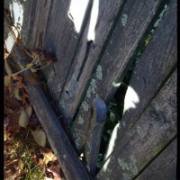 fence hassel
