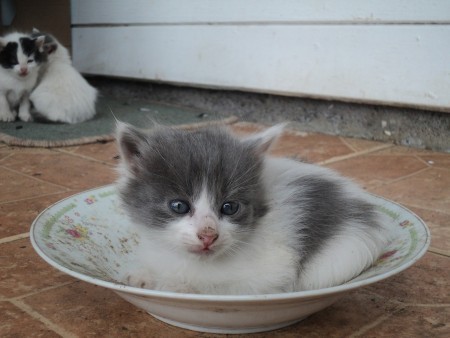 weaning-kittens