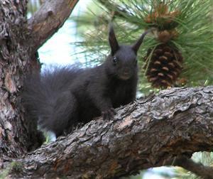 Squirrel looking at me looking at him