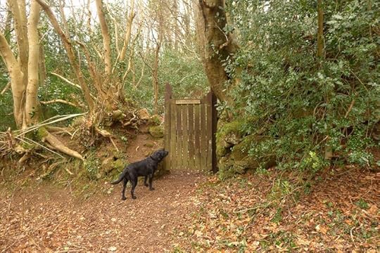 Woodland 2