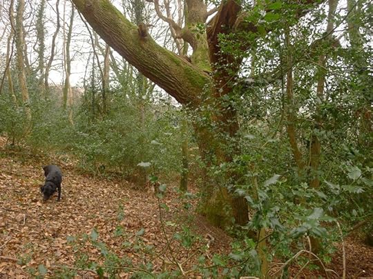 Woodland 3