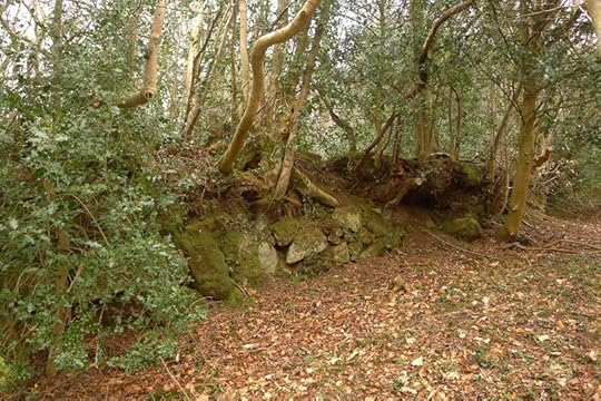 Woodland 5