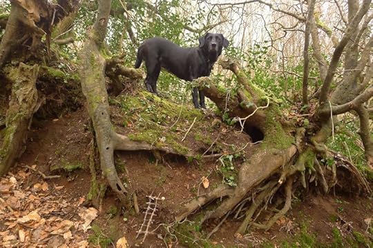 Woodland 6