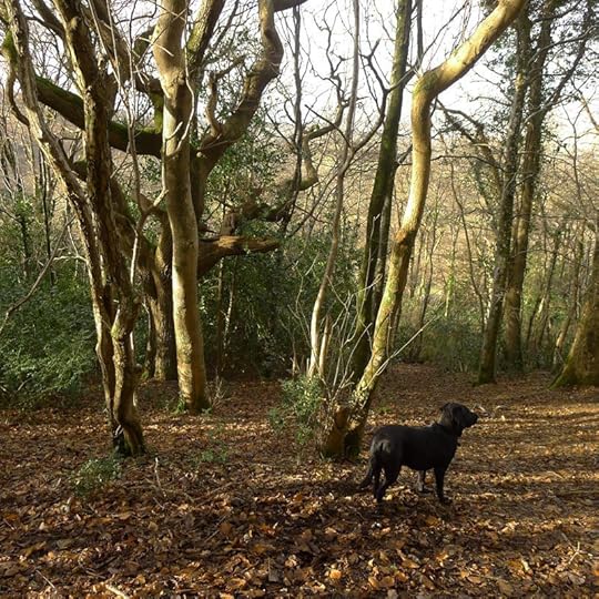 Woodland 13