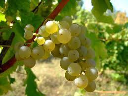 grapes