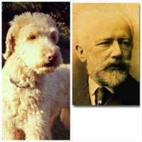 Celebrity Lookalike Dogs